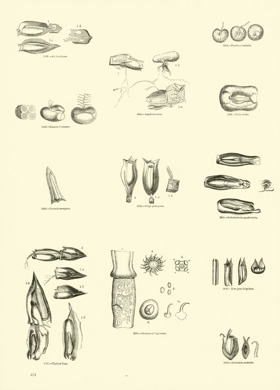 Página de The Pictorial Museum of Animated Nature de English School