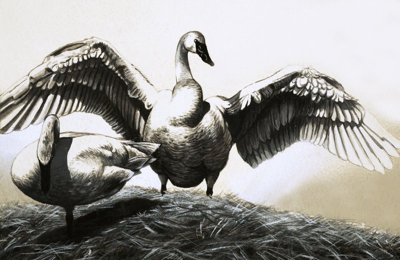 Par de cisnes de English School