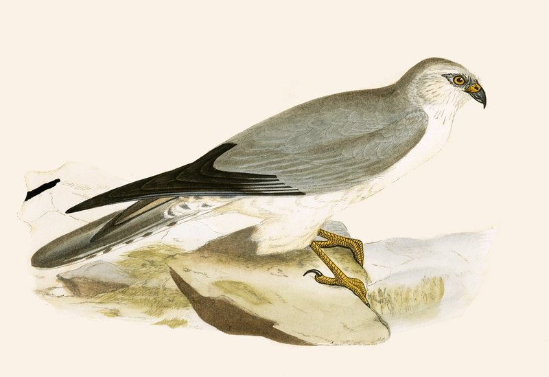 Pale Chested Harrier, ilustração de "Uma História das Aves da Europa Não Observadas nas Ilhas Britânicas", de Charles Robert Bree (1811-1886), publicado em 1867 (cor litho) de English School