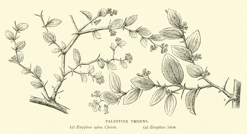 Espinhos da Palestina de English School