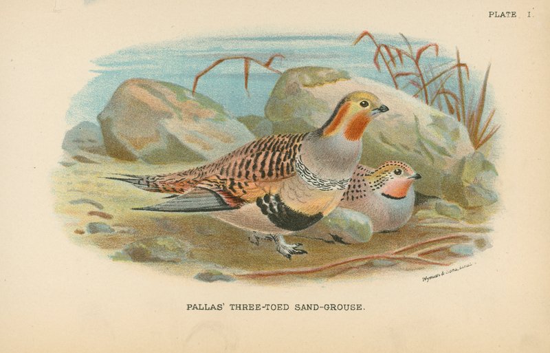 Sand-Grouse de três dedos de Pallas de English School