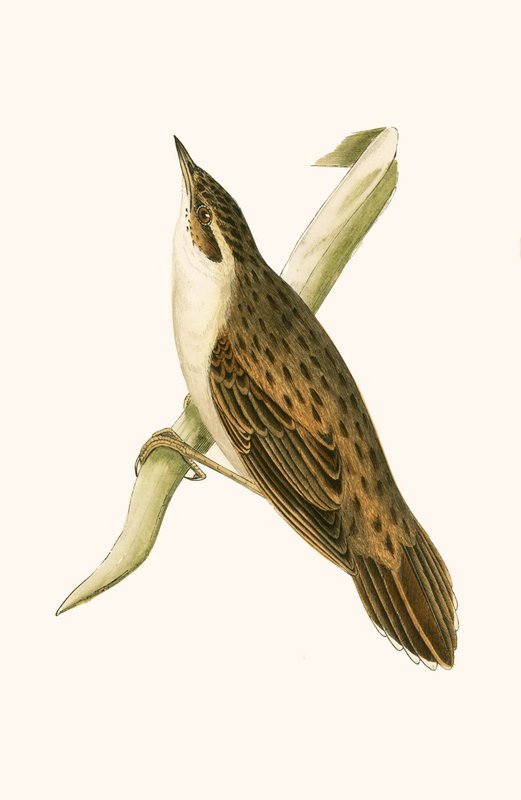 Locustelle de Pallas, ilustração de "Uma História das Aves da Europa Não Observadas nas Ilhas Britânicas", de Charles Robert Bree (1811-1886), publicada em 1867 de English School
