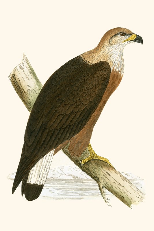 Águia-marinha de Pallas, ilustração de "Uma História das Aves da Europa Não Observadas nas Ilhas Britânicas", de Charles Robert Bree (1811-1886), publicada em 1867 de English School