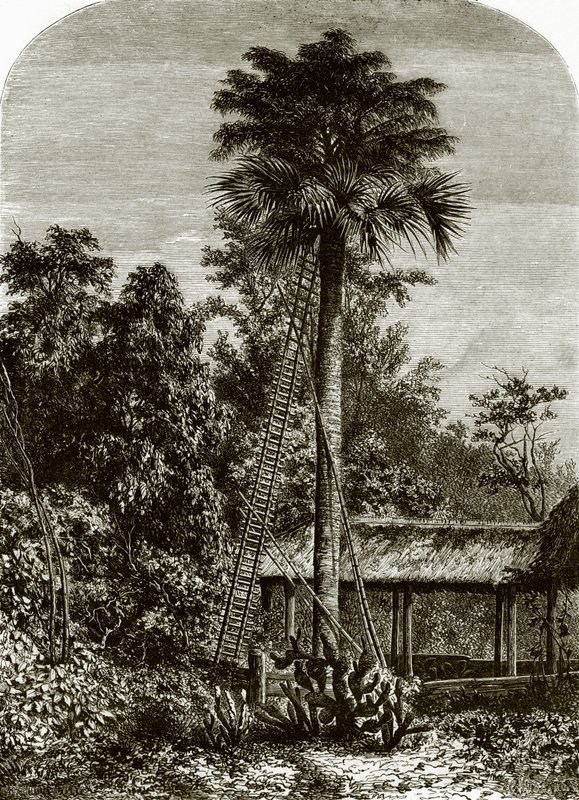 Palmeira em grande Andaman de English School