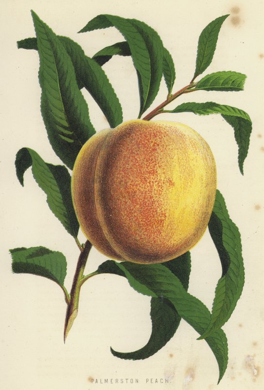 Palmerston Peach de English School