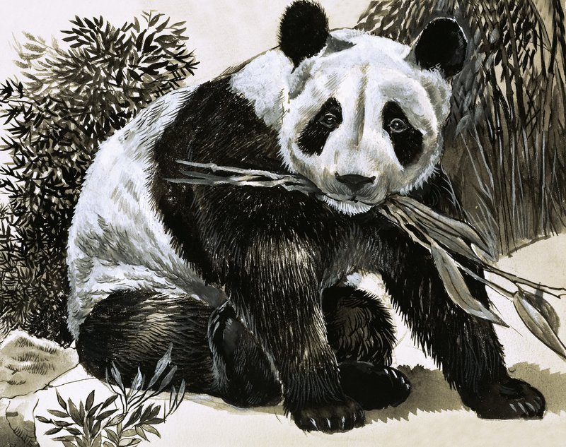 Panda de English School