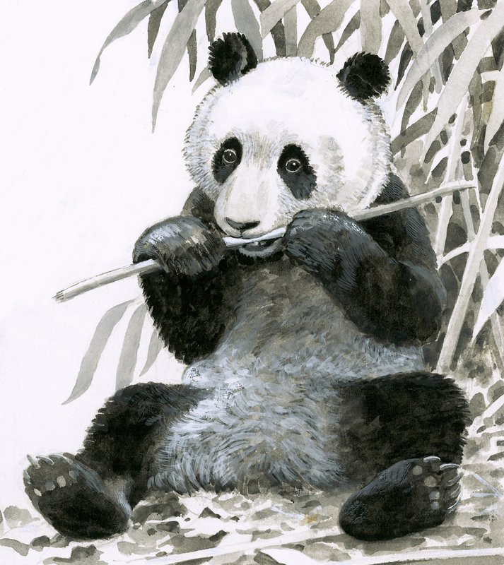 Panda mastigando bambu de English School