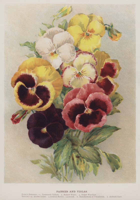 Amores-perfeitos e violas de English School
