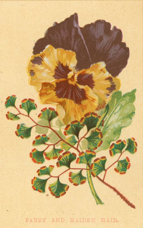 Pansy e Maiden Hair de English School