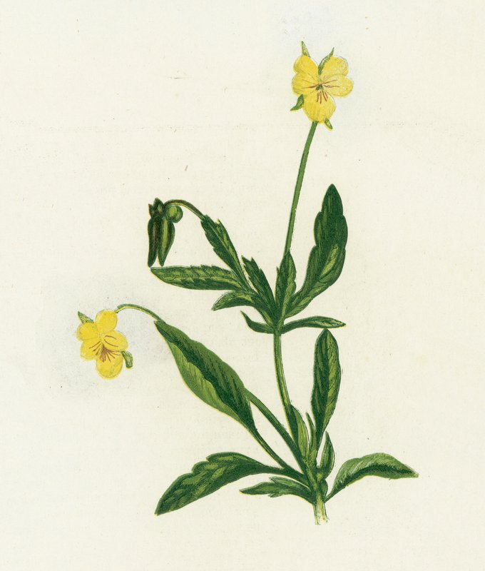 Amor-perfeito, ou Heartsease, Viola Tricolor de English School