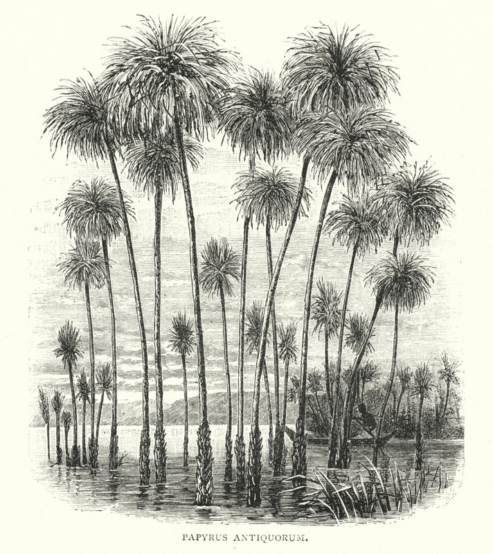 Papyrus Antiquorum (gravura) de English School