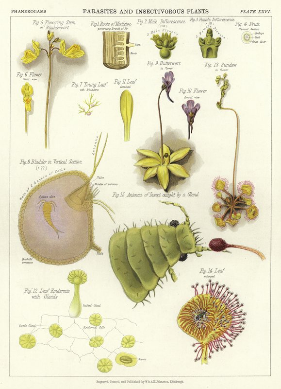 Parasitas e plantas insetívoras de English School