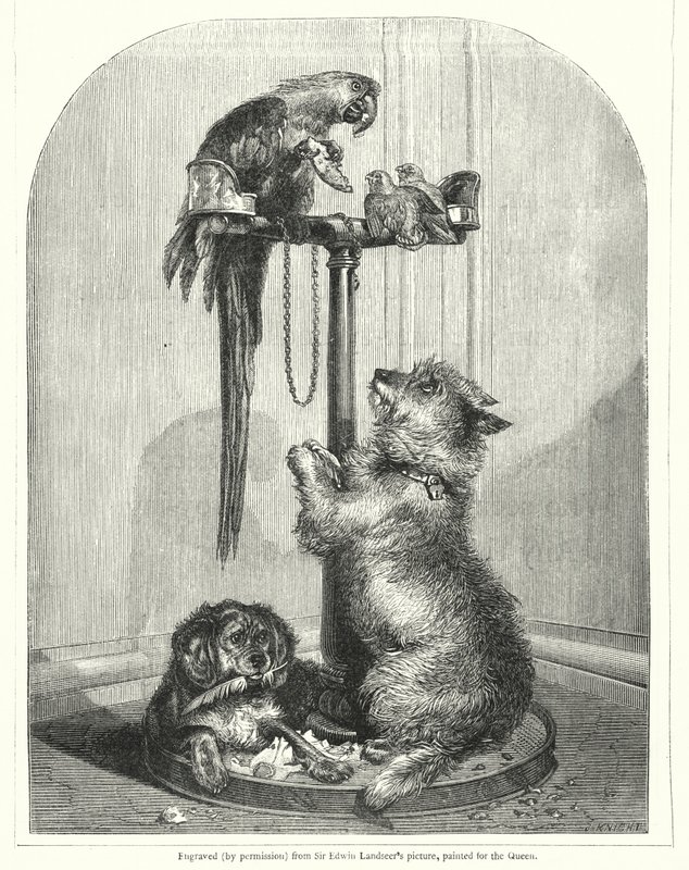 Papagaio e cães (gravura) de English School