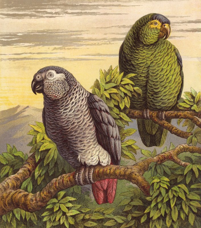 Papagaios (cor litho) de English School