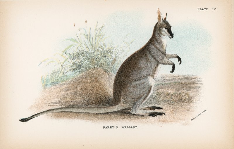 Wallaby Parry de English School