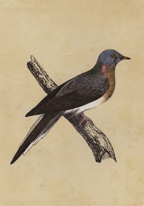 Pombo-passageiro (litografia a cores) de English School