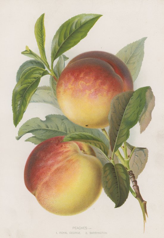 Pêssegos de English School