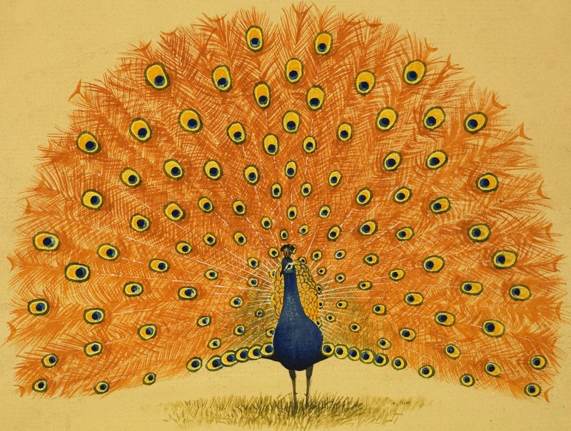 Pavão de English School