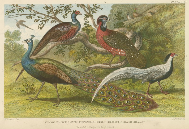 Pavão e faisões (gravura colorida) de English School