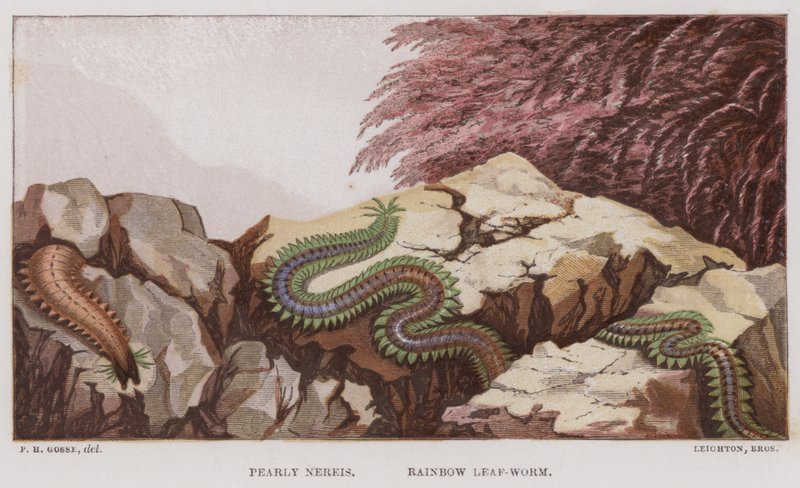 Nereis Pérola, Minhoca de Folha Arco-Íris (cor litho) de English School