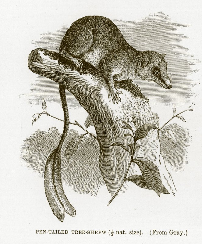 Árvore-musaranho-de-cauda-caneta, ilustração da Royal Natural History de English School