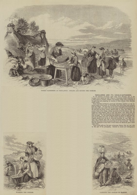 Penclawdd e seus Cockle-Gatherers (gravura) de English School