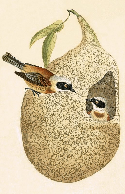 Penduline Tit, ilustração de "Uma História das Aves da Europa não Observadas nas Ilhas Britânicas", de Charles Robert Bree (1811-1886), publicada em 1867. de English School