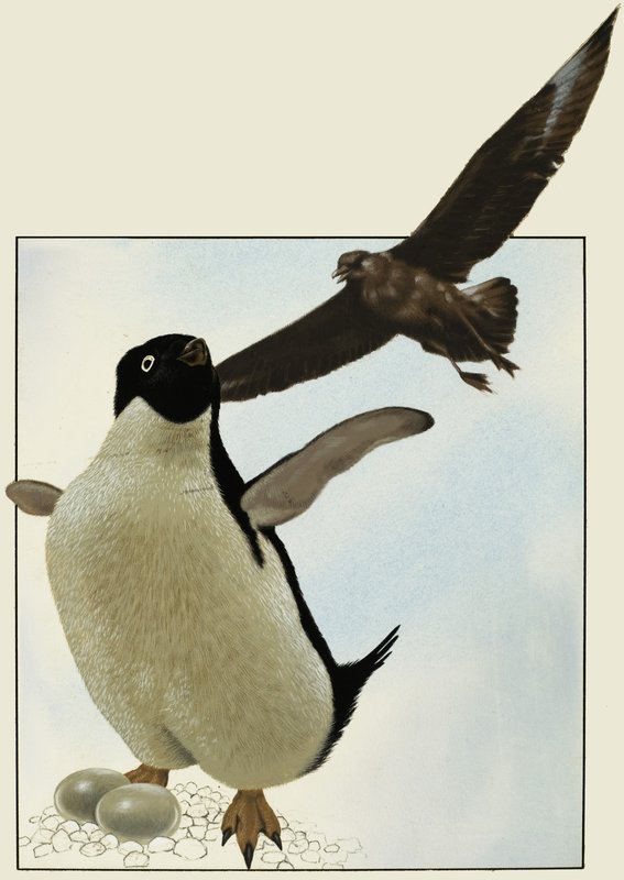 Pinguim com ovos, com outro pássaro pairando sobre de English School