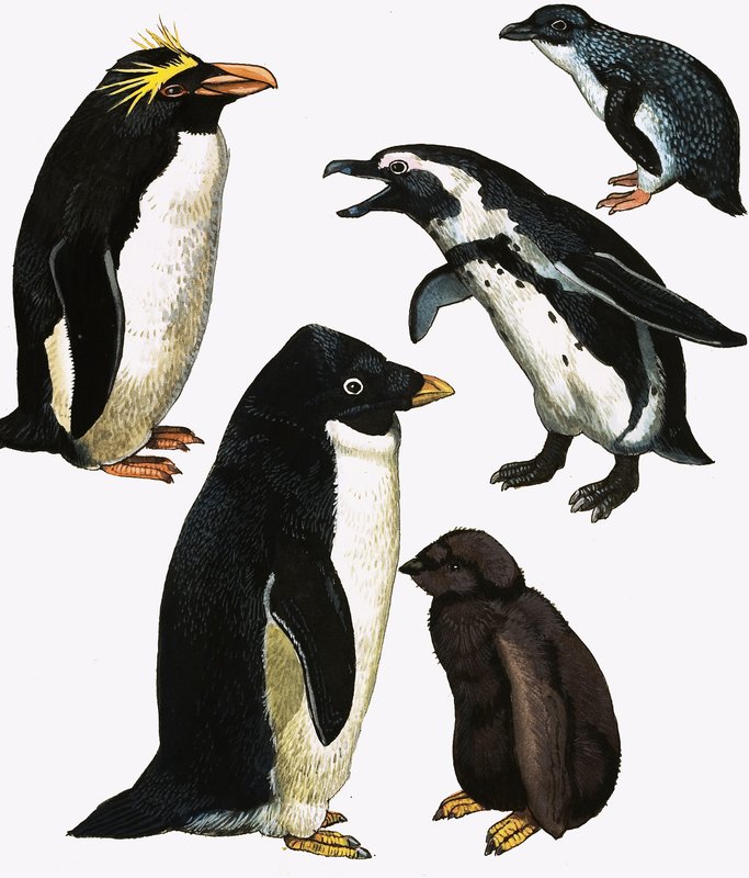 Pinguins de English School