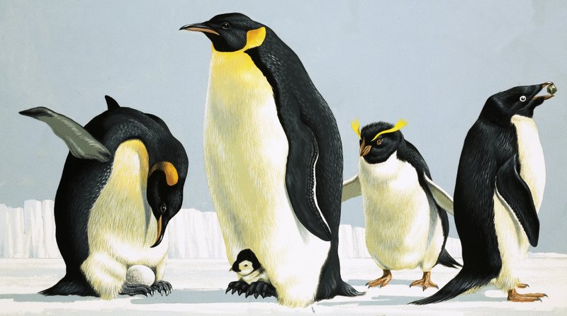 Pinguins de English School