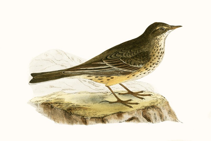 Pennsyvlanian Pipit, ilustração de "Uma História das Aves da Europa Não Observadas nas Ilhas Britânicas", de Charles Robert Bree (1811-1886), publicada em 1867 de English School