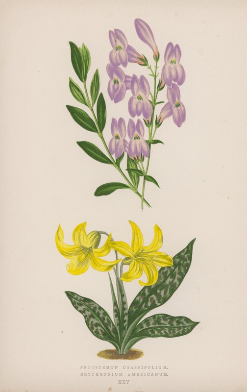 Pentstemon Crassifolium; Erythronium Americanum (cor litho) de English School