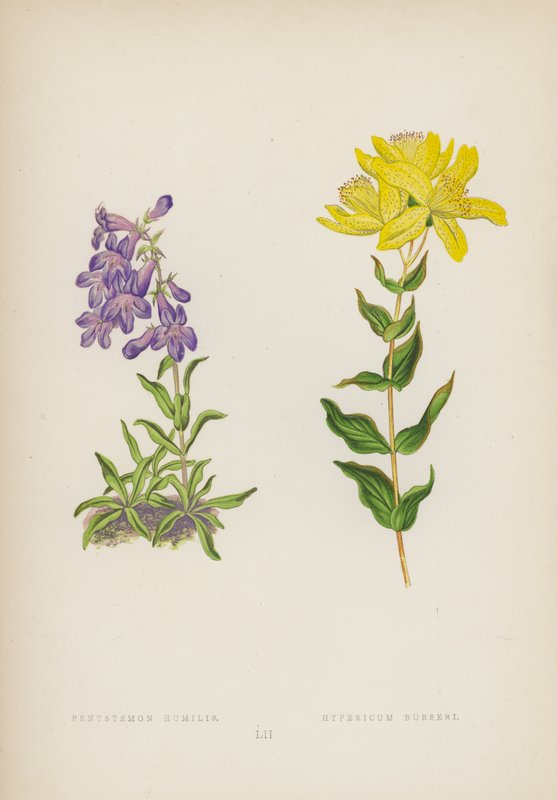 Pentstemon Humilis; Hypericum Burseri (cor litho) de English School