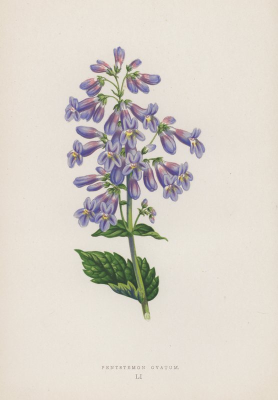 Pentstemon Ovatum (litografia a cores) de English School