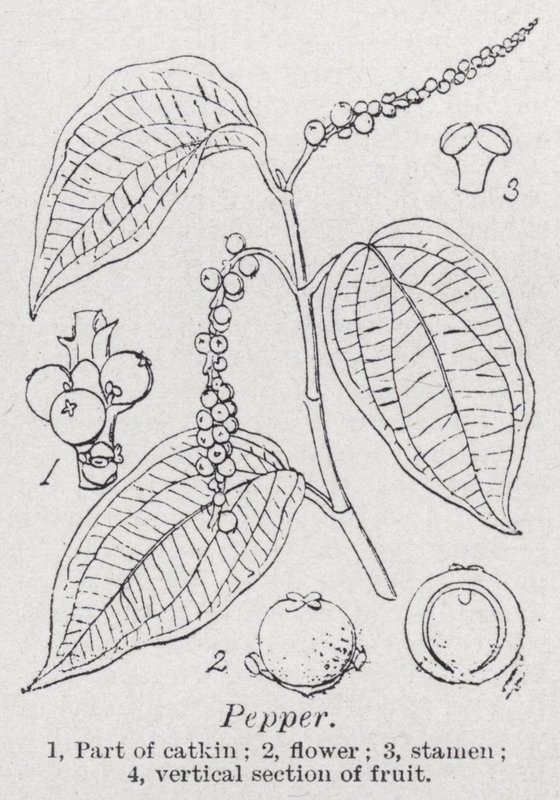 Pimenta (litho) de English School