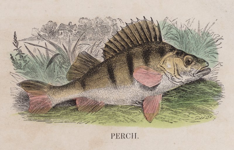 Perca (gravura colorida) de English School