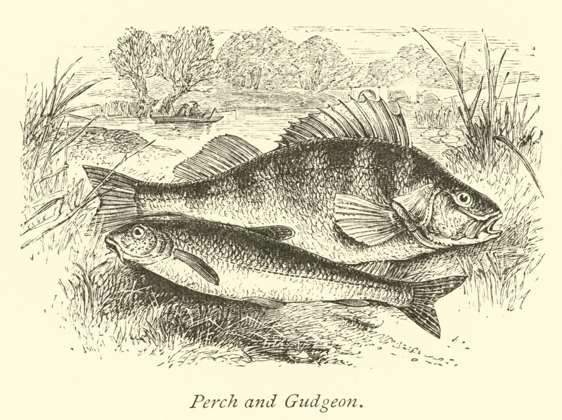 Poleiro e gudgeon de English School