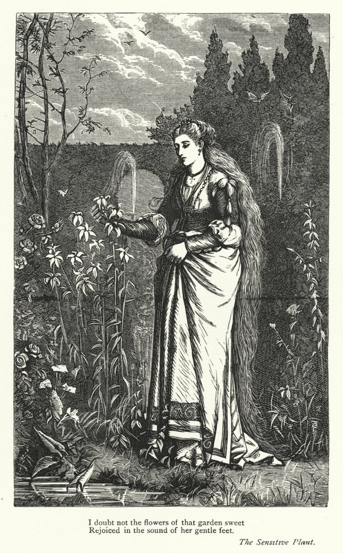 Percy Bysshe Shelley: Ilustração para A Planta Sensível (gravura) de English School