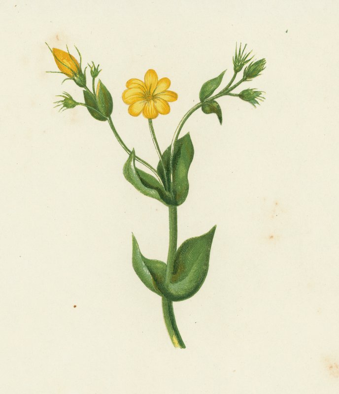 Perfoliar o mosto amarelo, Chlora Perfoliata (cor litho) de English School