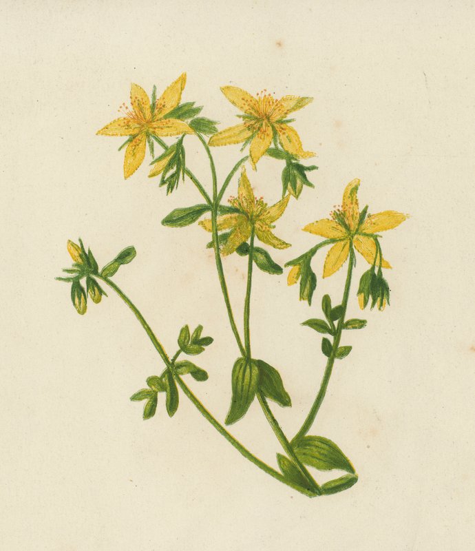 Erva de São João perfurada, Hypericum Perforatum (litografia a cores) de English School