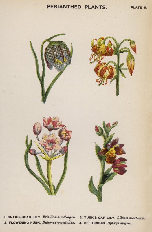 Plantas Perianthed (litografia a cores) de English School