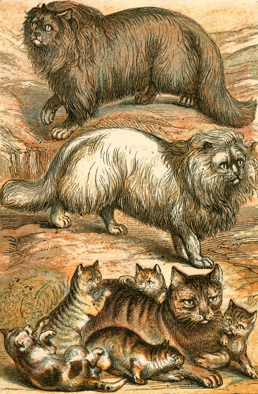 Gato persa, gato de Angola, gato doméstico e gatinhos de English School