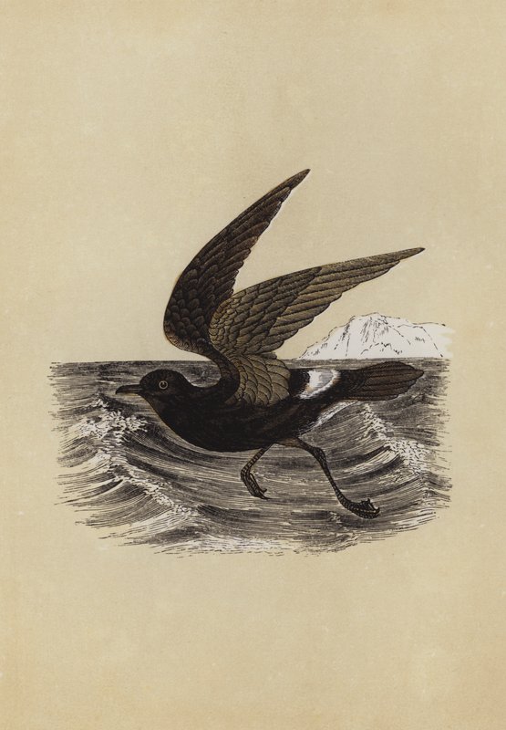Petrel (litografia a cores) de English School