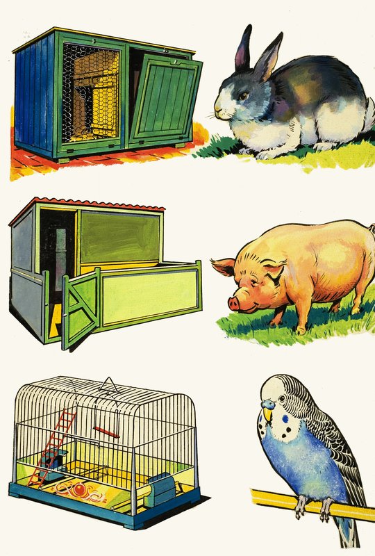 Animais de estimação e suas casas: coelho, porco e periquito de English School