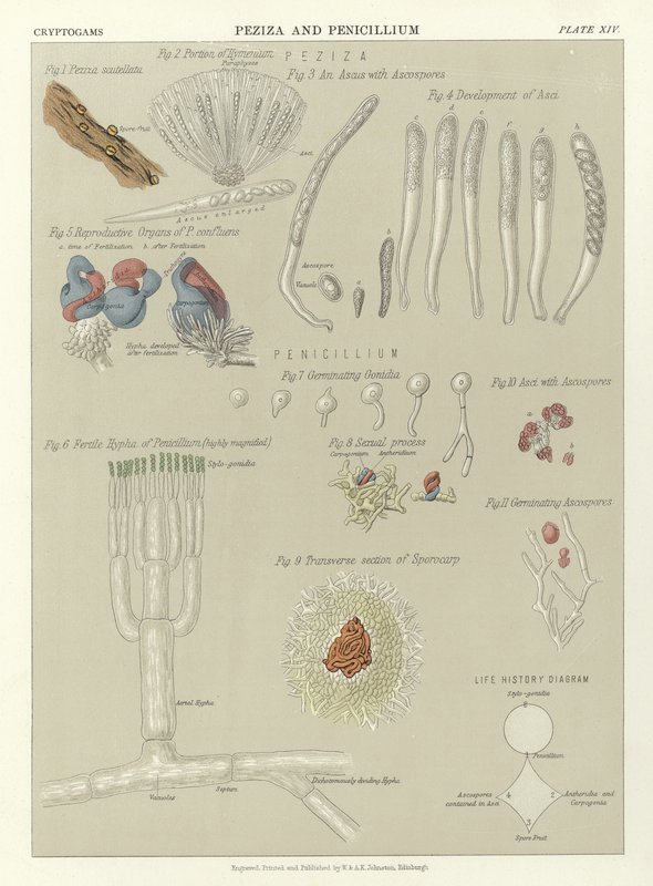 Peziza e Penicillium de English School