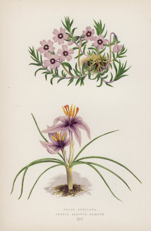 Phlox Subulata; Crocus Sativus Graecus (cor litho) de English School