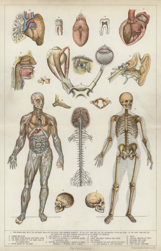 Fisiologia (lito a cores) de English School