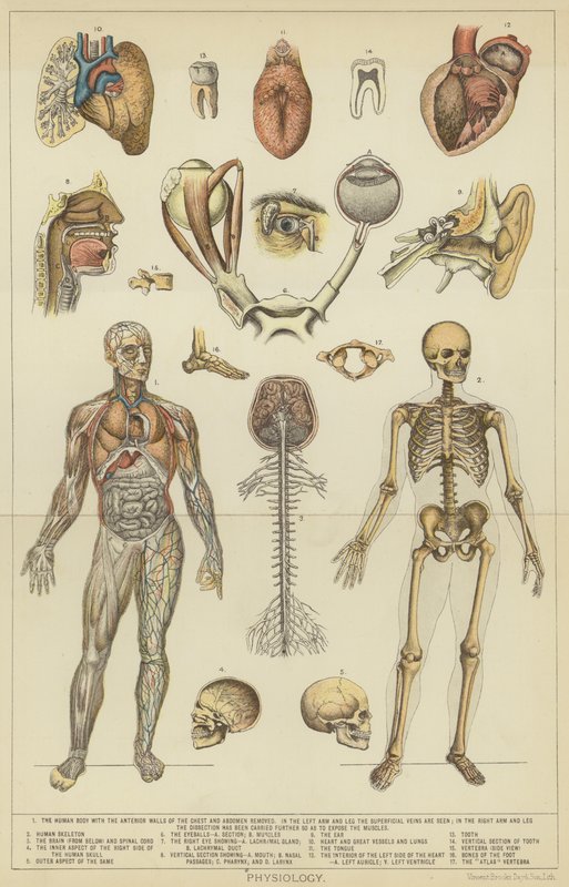Fisiologia (litografia a cores) de English School