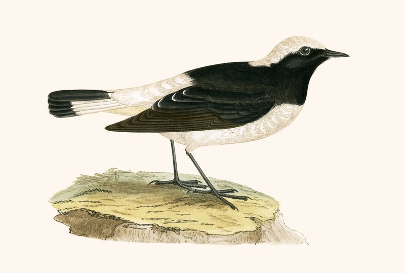 Pied Wheatear, ilustração de "Uma História das Aves da Europa Não Observadas nas Ilhas Britânicas", de Charles Robert Bree (1811-1886), publicada em 1867. de English School
