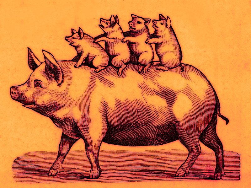 Porco com seus leitões, ilustração de Coles engraçado Picture Book (imagem digital reforçada) de English School